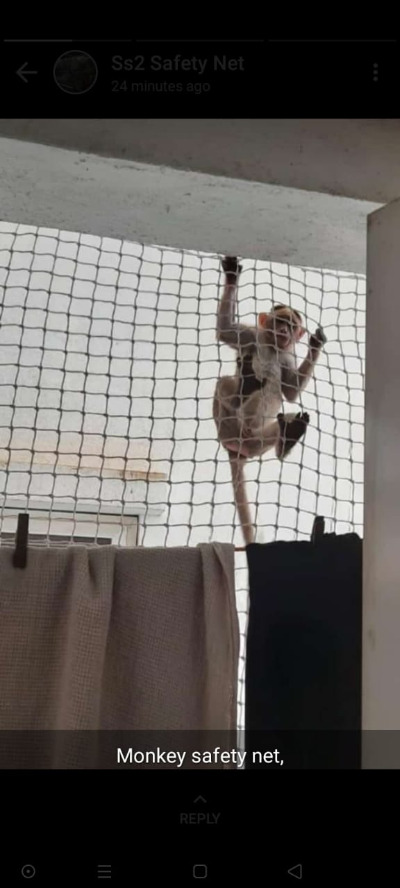 Monkey Safety Nets